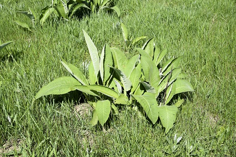 Treat Broadleaf weeds in your lawn