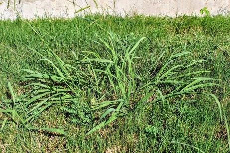 Eliminate Crabgrass in your lawn