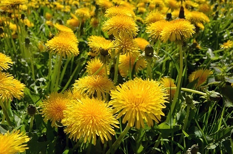 Get rid of Dandelions in your yard