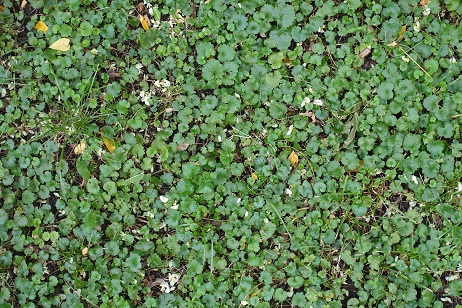 Eliminate ground ivy weeds in your lawn