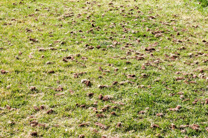 Hartford lawn aeration services