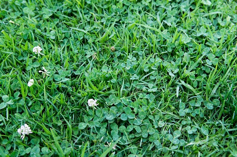 Rid white clover weeds in your yard